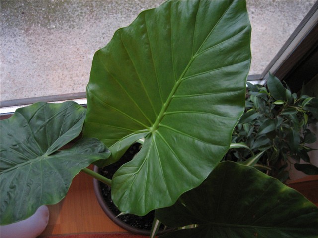 adam (alocasia)